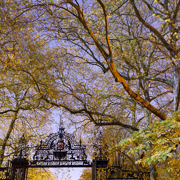 Photo of fall trees at twilight above the Trinity College gate to the backs.